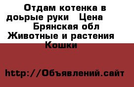 Отдам котенка в доьрые руки › Цена ­ 100 - Брянская обл. Животные и растения » Кошки   